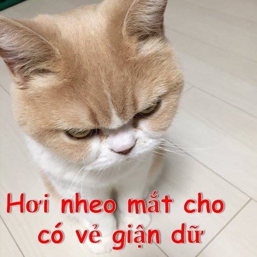 Meme mèo tức giận 2 Meme mèo tức giận 2