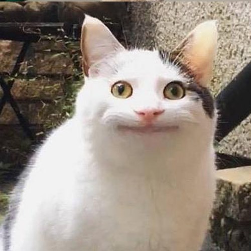Meme mèo ngơ, khó hiểu 9 Meme mèo ngơ, khó hiểu 9