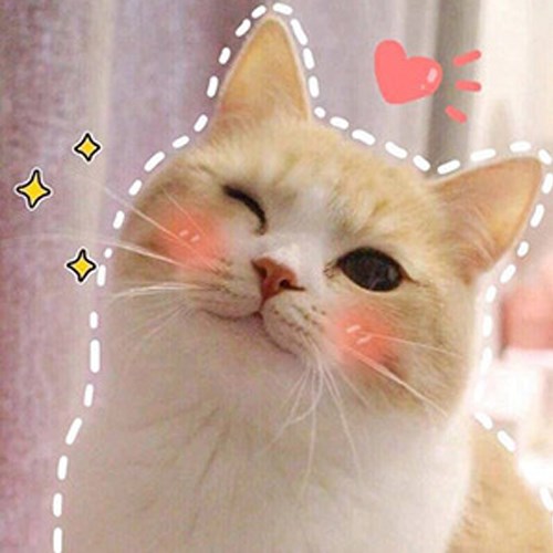 Meme mèo dễ thương 3 Meme mèo dễ thương 3