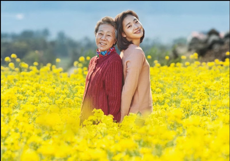 Canola - Hoa cải vàng Canola - Hoa cải vàng