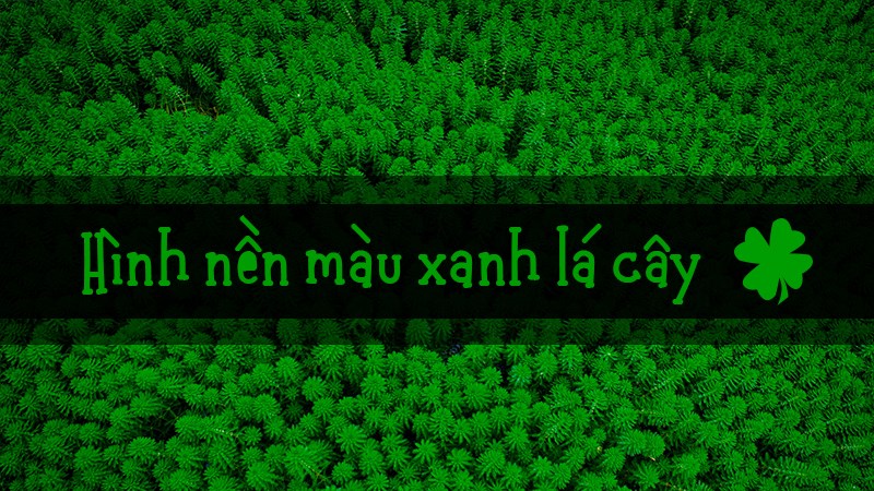 100+ Hình nền màu xanh lá cây cho Powerpoint, máy tính, điện thoại 100+ Hình nền màu xanh lá cây cho Powerpoint, máy tính, điện thoại