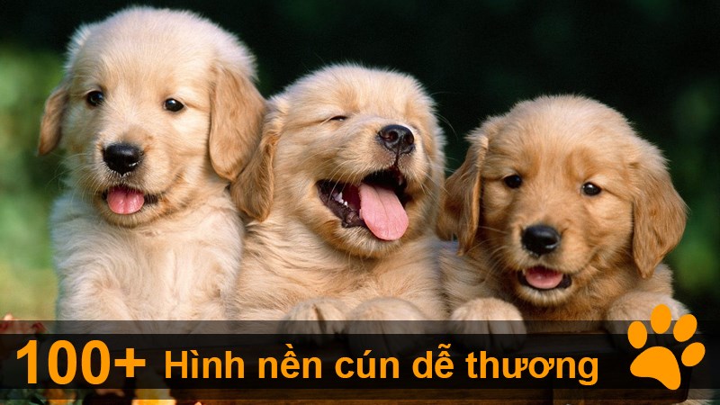 Hình cún Hình cún