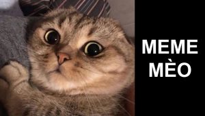 Tổng hợp 100+ meme mèo, khóc, cầm súng, hài hước, đáng yêu, tức giận