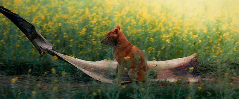Hình ảnh của Cậu Vàng trong phim Hình ảnh của Cậu Vàng trong phim