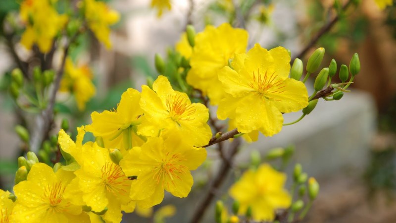 Lê Nguyễn Mai Chi Lê Nguyễn Mai Chi