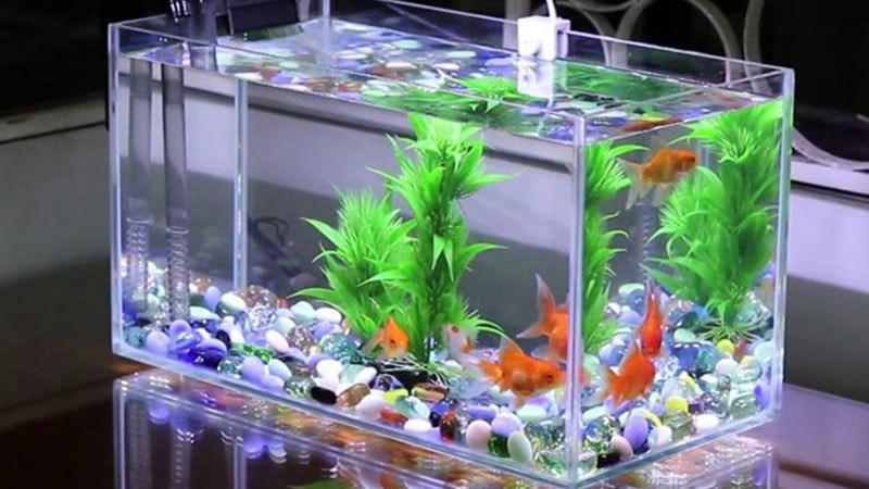 Bể cá mini Bể cá mini