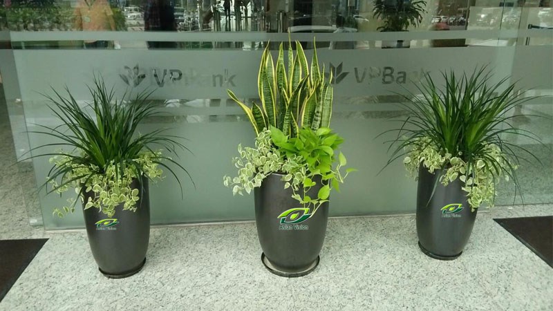 Chậu cây cảnh Chậu cây cảnh