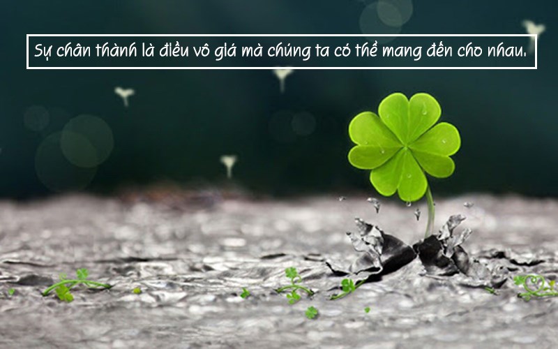 Sự chân thành Sự chân thành