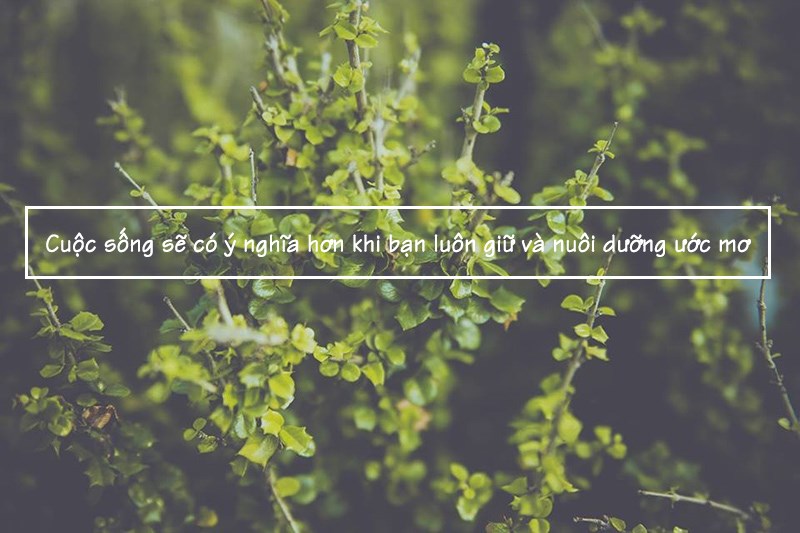 Ý nghĩa cuộc sống Ý nghĩa cuộc sống
