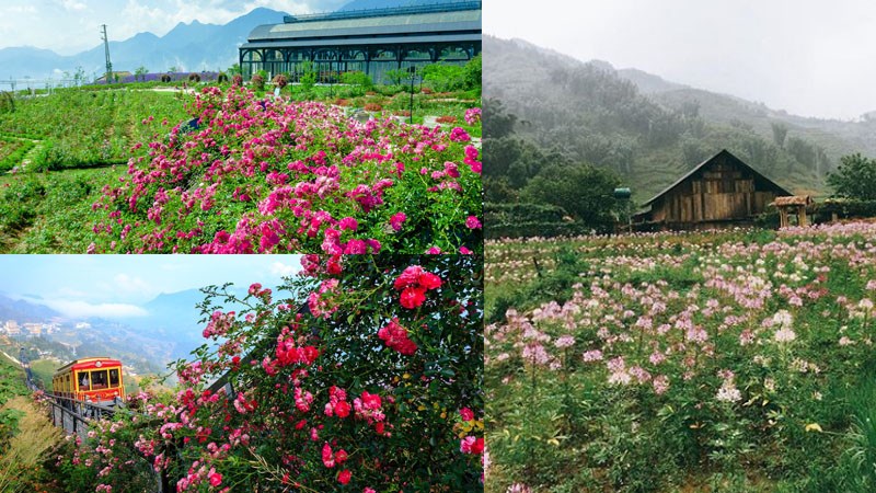 Thung lũng Hoa Hồng Thung lũng Hoa Hồng