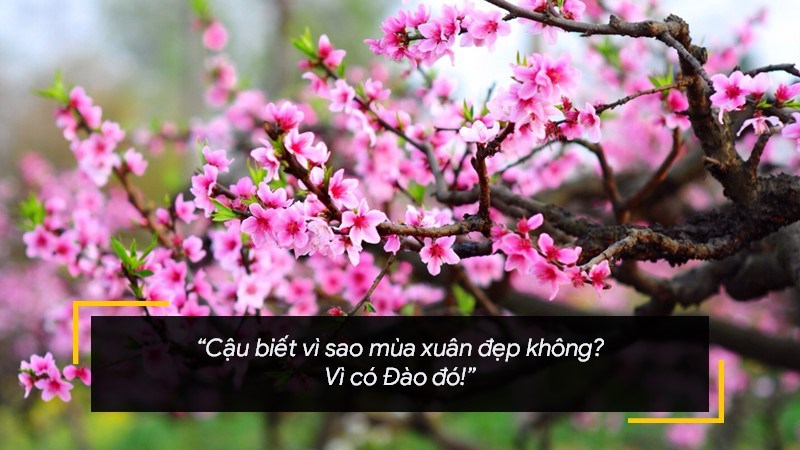 Cậu biết vì sao mùa xuân đẹp không? - Vì có Đào đó! Cậu biết vì sao mùa xuân đẹp không? - Vì có Đào đó!