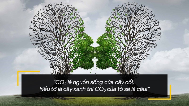 CO2 là nguồn sống của cây cối, Nếu tớ là cây xanh thì CO2 của tớ sẽ là cậu! CO2 là nguồn sống của cây cối, Nếu tớ là cây xanh thì CO2 của tớ sẽ là cậu!