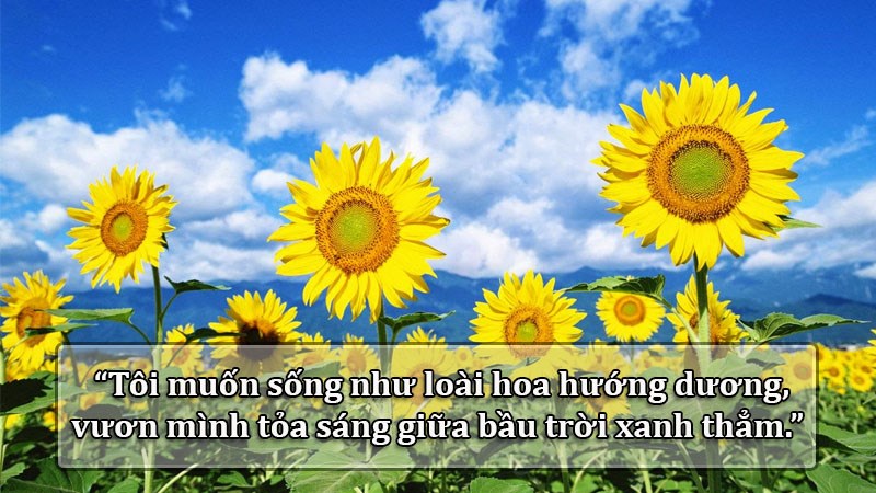 Tôi muốn sống như loài hoa hướng dương, vươn mình tỏa sáng giữa bầu trời xanh thẳm. Tôi muốn sống như loài hoa hướng dương, vươn mình tỏa sáng giữa bầu trời xanh thẳm.