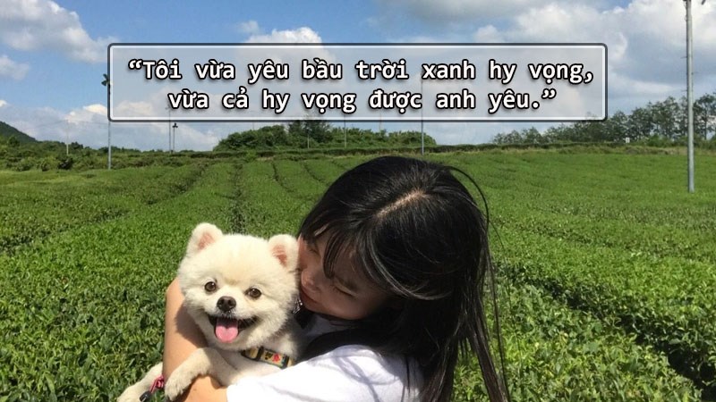 Tôi vừa yêu bầu trời xanh hy vọng, vừa hy vọng được anh yêu. Tôi vừa yêu bầu trời xanh hy vọng, vừa hy vọng được anh yêu.