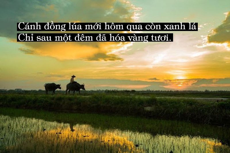 Cánh đồng vào tháng 7 Cánh đồng vào tháng 7