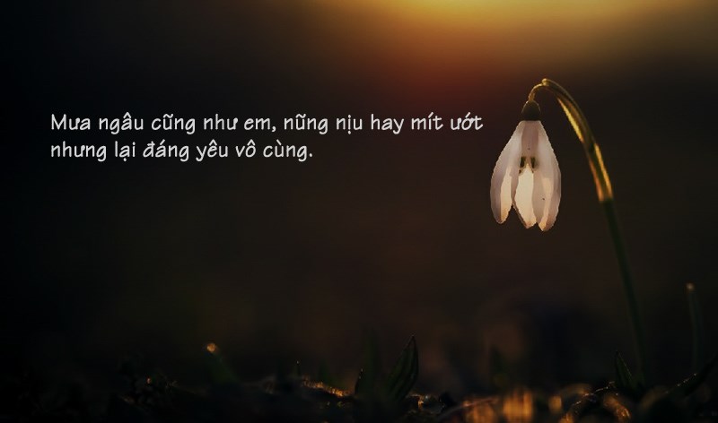 Mưa ngâu cũng như em, nũng nịu hay mít ướt nhưng lại đáng yêu vô cùng. Mưa ngâu cũng như em, nũng nịu hay mít ướt nhưng lại đáng yêu vô cùng.