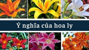 Tổng hợp ý nghĩa hoa ly từ A - Z cho bạn chưa biết