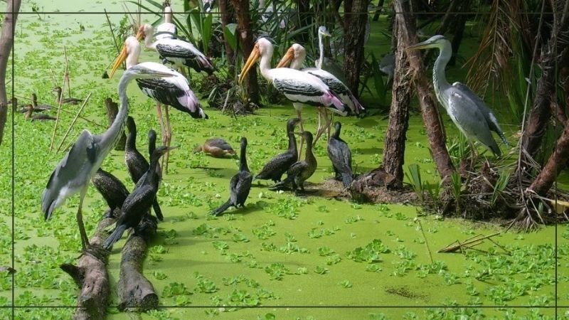 Vườn chim Bạc Liêu Vườn chim Bạc Liêu