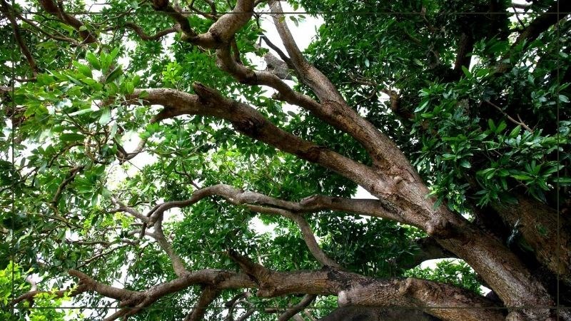 Vườn nhãn cổ Vườn nhãn cổ