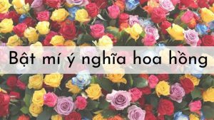 Ý nghĩa của hoa hồng