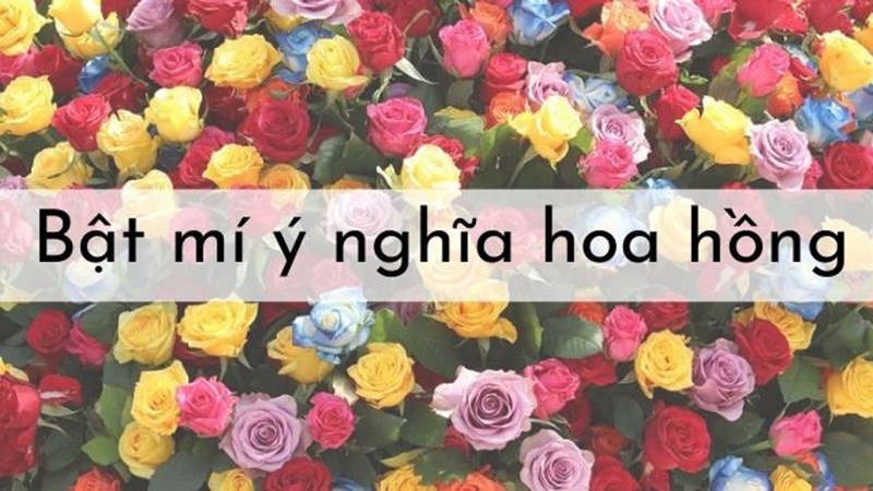 y-nghia-cua-hoa-hong-800x450-2 Ý nghĩa của hoa hồng