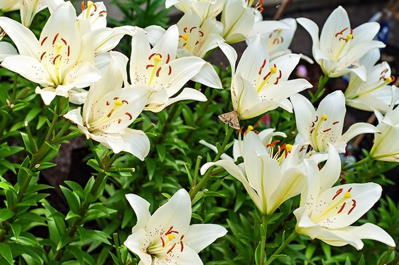 Ý nghĩa của hoa ly trắng Ý nghĩa của hoa ly trắng