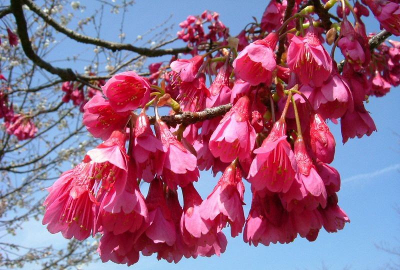 Hoa anh đào Kanhizakura: Hoa anh đào Kanhizakura: