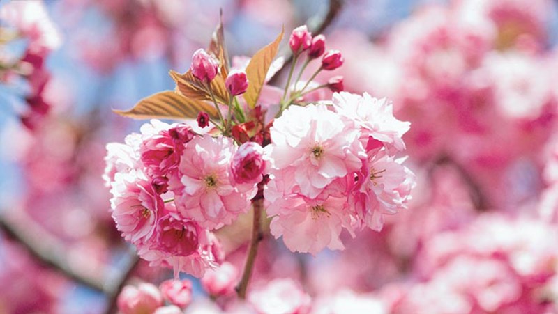 Hoa anh đào Kanzan Hoa anh đào Kanzan