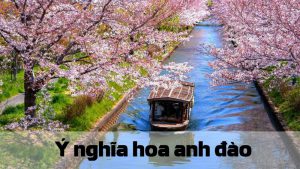Ý nghĩa hoa anh đào