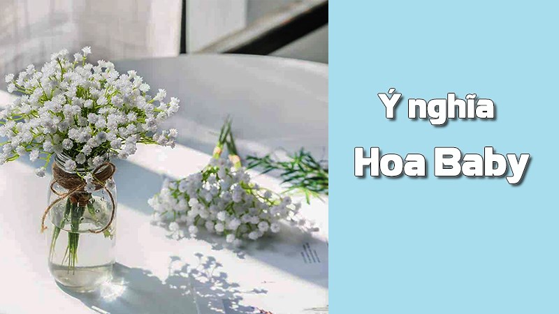 Ý nghĩa hoa baby Ý nghĩa hoa baby