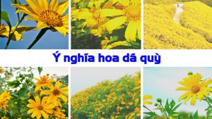 Ý nghĩa hoa dã quỳ