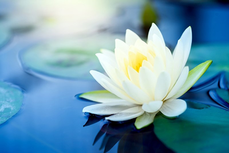 Hoa sen trắng Hoa sen trắng