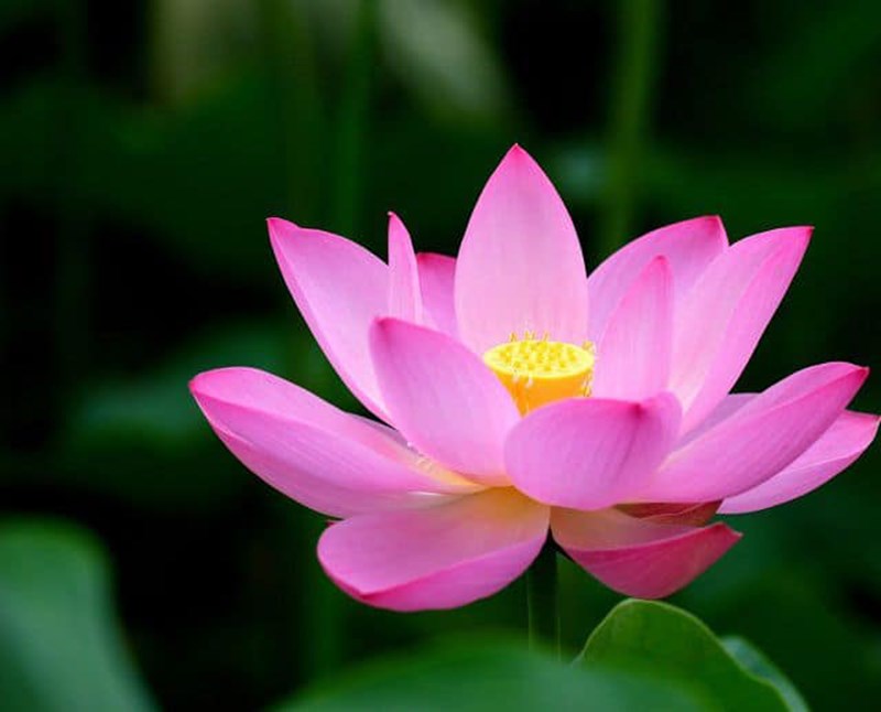 Hoa sen hồng Hoa sen hồng