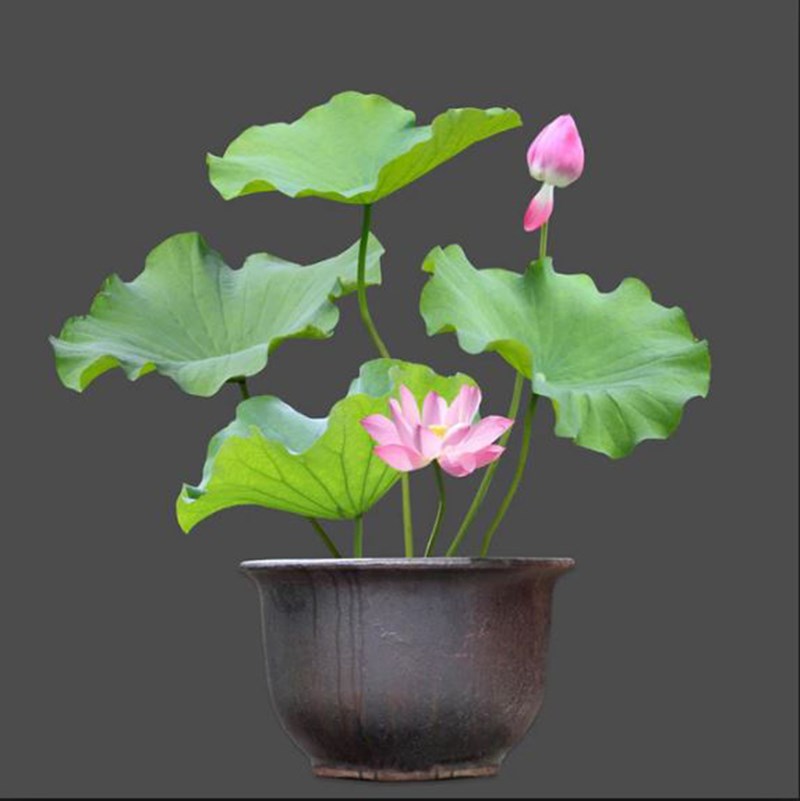 Hoa sen trong phong thuỷ Hoa sen trong phong thuỷ
