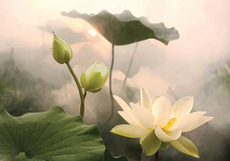 Hoa sen trong tình yêu Hoa sen trong tình yêu
