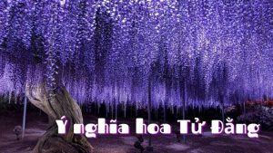 Ý nghĩa hoa Tử Đằng