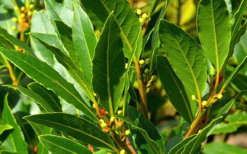 Đuổi gián bằng lá nguyệt quế