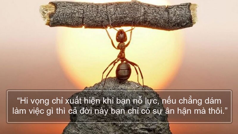 Hi vọng chỉ xuất hiện khi bạn nỗ lực. Nếu chẳng dám làm việc gì thì cả đời này chỉ có sự ân hận mà thôi. Hi vọng chỉ xuất hiện khi bạn nỗ lực. Nếu chẳng dám làm việc gì thì cả đời này chỉ có sự ân hận mà thôi.