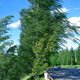 imager_1_2984_700-1 *