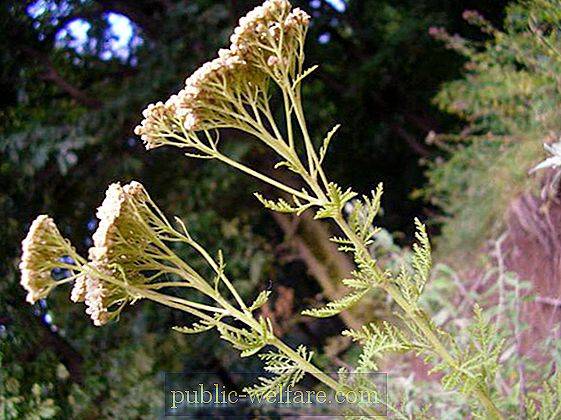 imager_3_2283_700 *