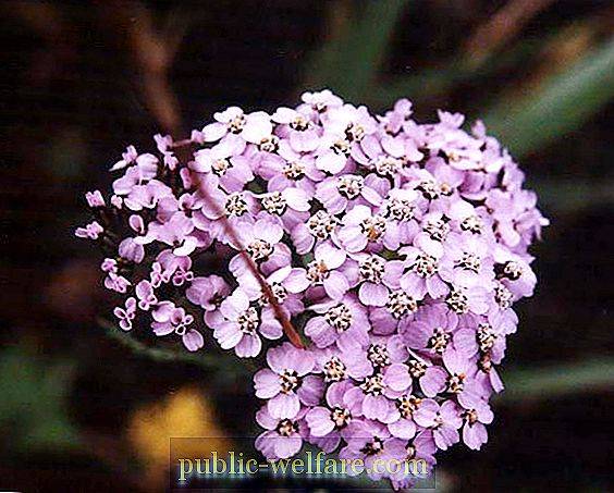 imager_4_2283_700 *