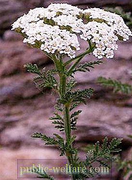 imager_5_2283_700 *