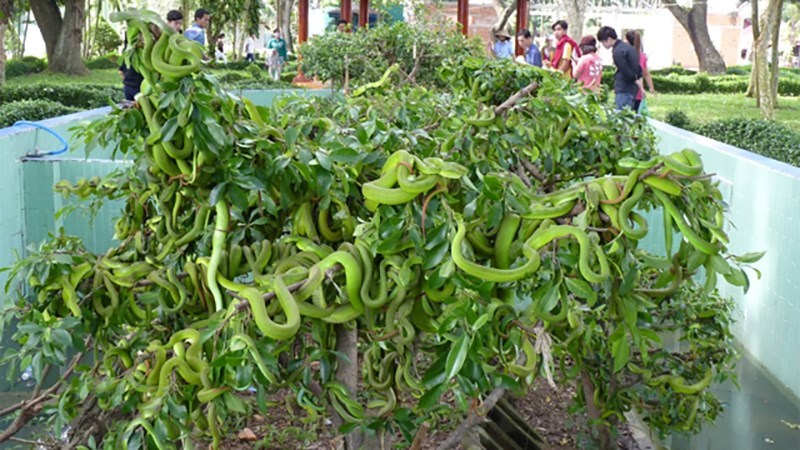 Trại rắn Đồng Tâm Trại rắn Đồng Tâm