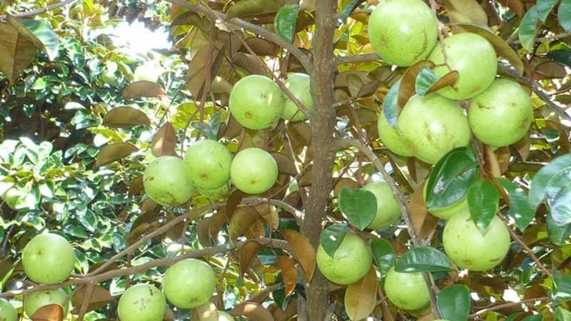 Vườn cây trái Vĩnh Kim Vườn cây trái Vĩnh Kim