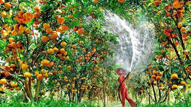 Miệt vườn Cái Bè Miệt vườn Cái Bè