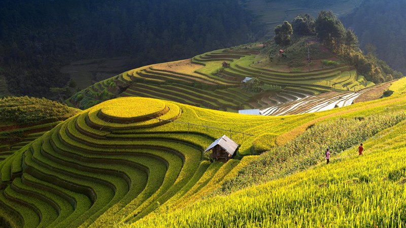 Mùa lúa chín phủ màu vàng ươm cả một vùng Mùa lúa chín phủ màu vàng ươm cả một vùng