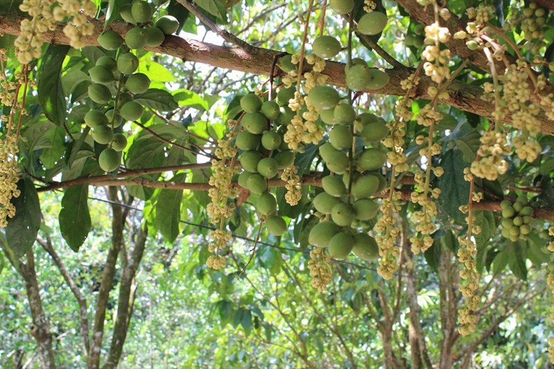Vườn trái cây Trung An Củ Chi Vườn trái cây Trung An Củ Chi