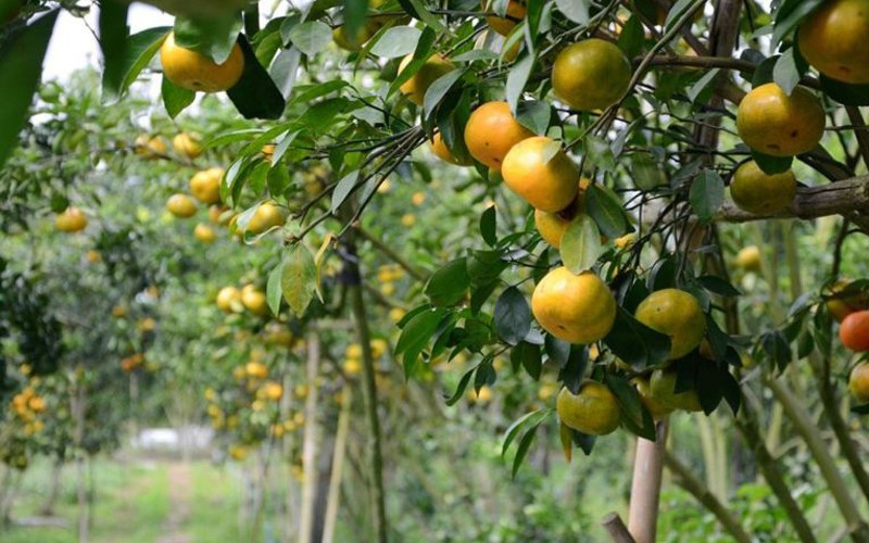 Vườn trái cây Trung An vào mùa chín rộ Vườn trái cây Trung An vào mùa chín rộ