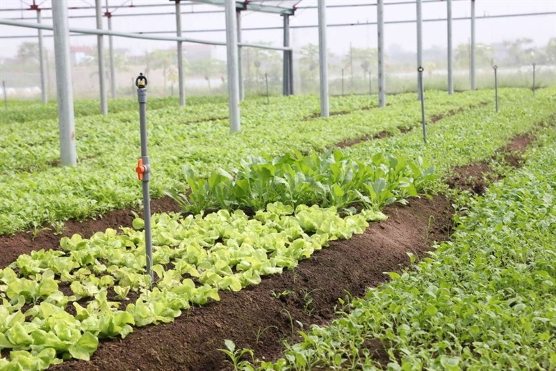 Vườn rau xanh ở khu du lịch sinh thái Green Noen Vườn rau xanh ở khu du lịch sinh thái Green Noen