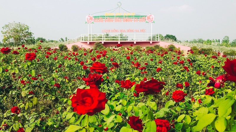 Khu du lịch Cánh Đồng Hoa Hồng Khu du lịch Cánh Đồng Hoa Hồng